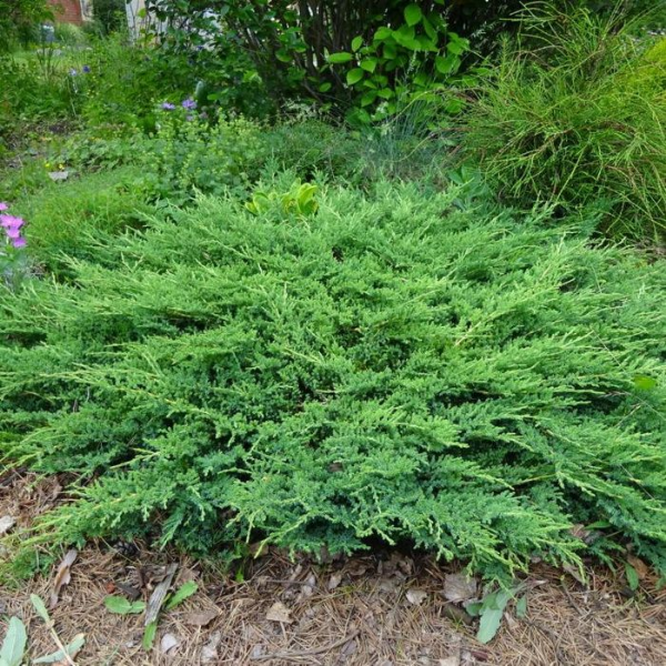 Можжевельник горизонтальный "Принц оф Уэльс" Juniperus horizontalis "Prince of Wales"