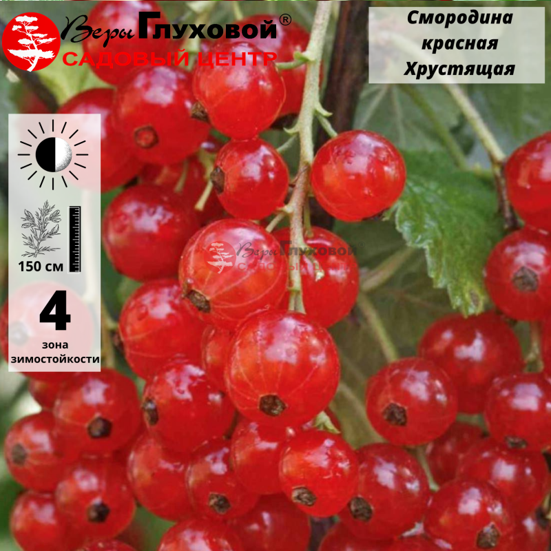 Смородина красная Хрустящая