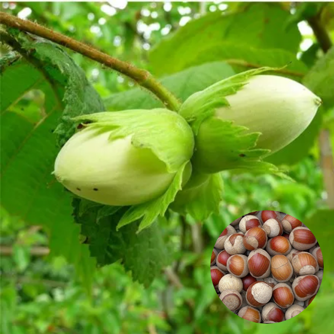 Фундук "Косфорд"