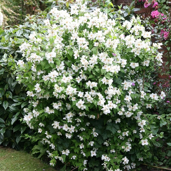 Чубушник Белль Этуаль