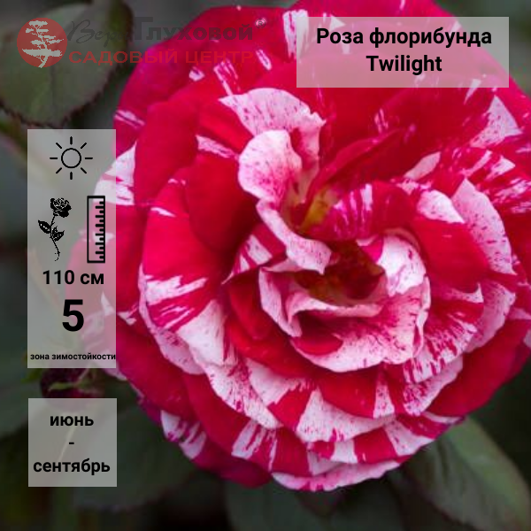 Роза флорибунда Twilight