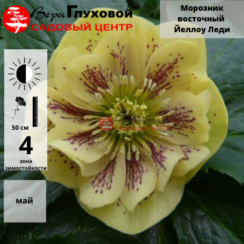 Морозник восточный  Йеллоу Леди
