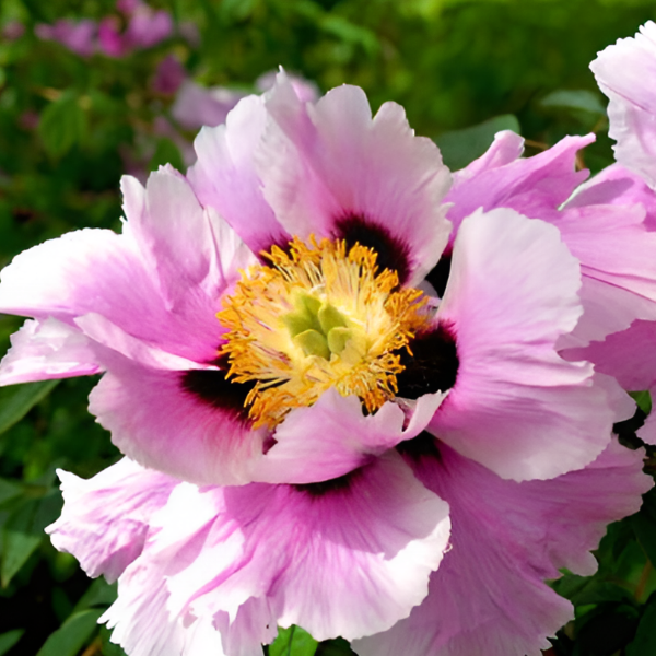 Пион древовидный Yi Du Chun Qiu