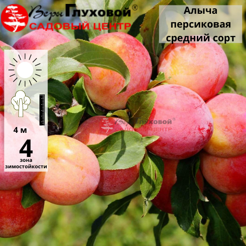 Алыча Персиковая