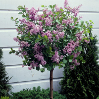 Сирень Блумеранг Пинк Парфюм (Syringa Bloomerang Pink Perfume)