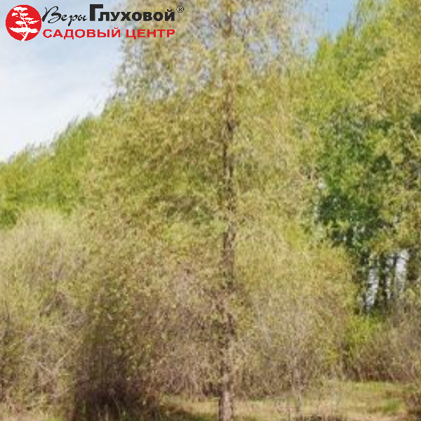 Ива гибрид Шабурова Стрела Купидона
