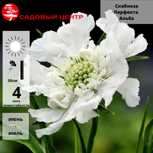 Скабиоза кавказская Перфекта Альба