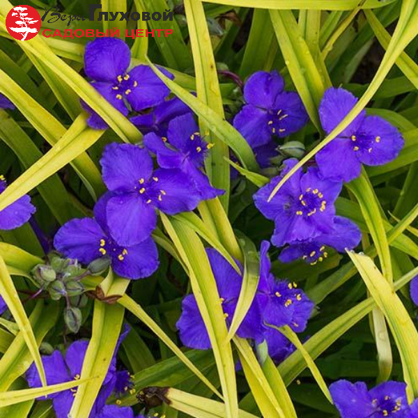 Традесканция андерсона Свит Кейт