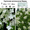 Гортензия метельчатая (Hydrangea paniculata) Киушу  С3 СП/24