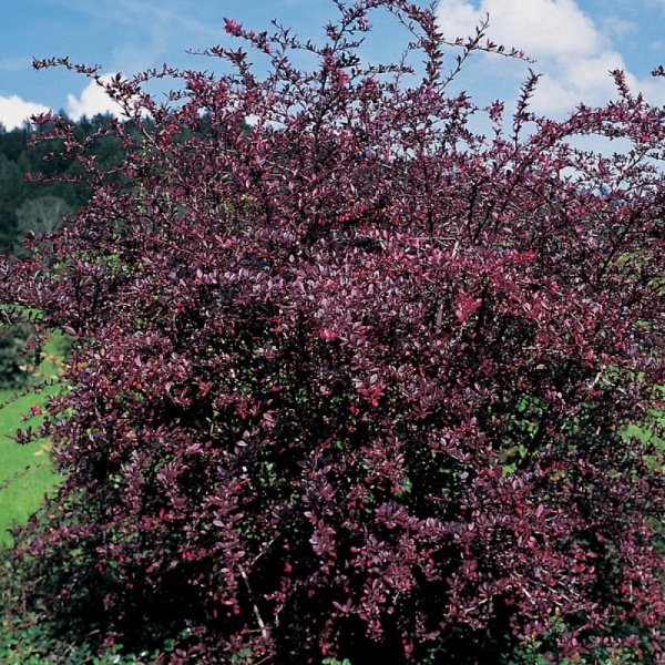 Барбарис Тунберга «Ред Чиф» Berberis thunbergii «Red Chief»