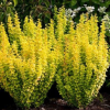 Барбарис Тунберга (Berberis thunbergii) Мария С3 СП/25