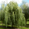 Ива гибрид Шабурова (Salix alba blanda) Памяти Миндовского    С3 СП/24