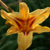 Лилейник "Бонанза" на фото