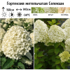Гортензия метельчатая (Hydrangea paniculata) Селекшн  С2 СП/26