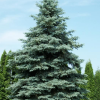 Ель колючая (Picea pungens)   С3 СП/23