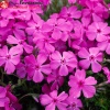 Флокс шиловидный (Phlox subulata) МакДениелс Кушон Р9 НАп/26