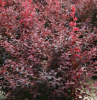 Барбарис оттавский (Berberis ottawensis) Аурикома  С3 СП/25