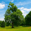Липа широколистная (Tilia platyphyllos) Пирамидалис Ауреа 200-250 С15 РСав/25