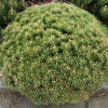 Сосна горная (Pinus mugo) Бенджамин 25-30 С6 ГЕ/25