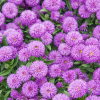 Астра новобельгийская (Aster novaebelgii) Шоумейкерс С2 РАц/25