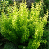 Барбарис Тунберга (Berberis thunbergii) Эректа  С3 СП/23